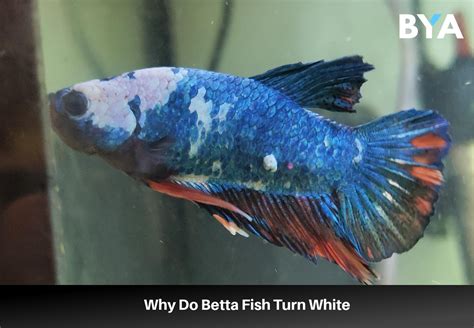 ich white spots on betta fish - white spots on betta fish